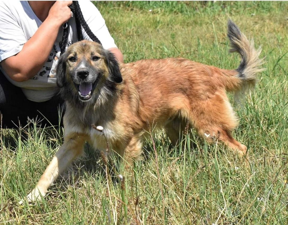 hund 50 cm schulterhöhe