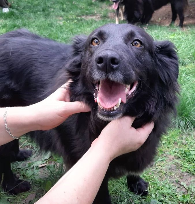 ada-rum-nischer-rabenhund-mischling-dein-haustier-tier-finden