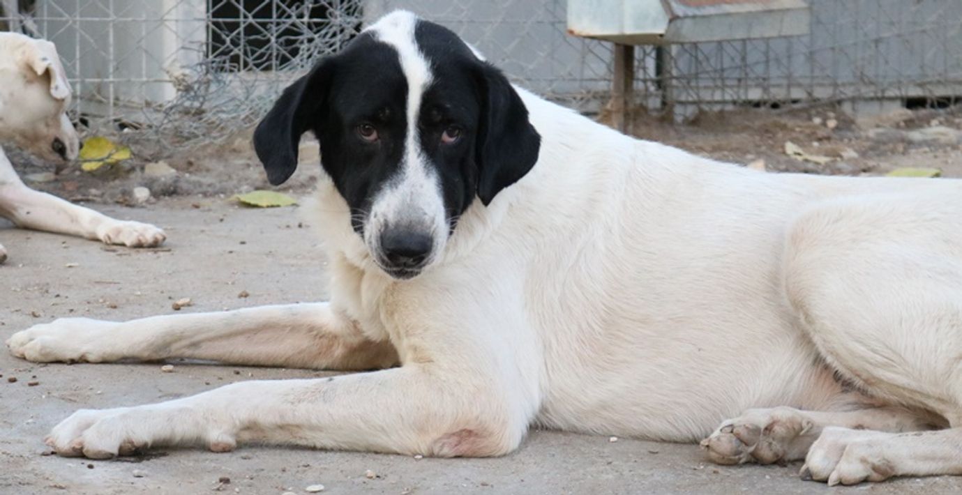 Madoc — evtl. HerdenschutzhundMix — Dein Haustier / Tier finden