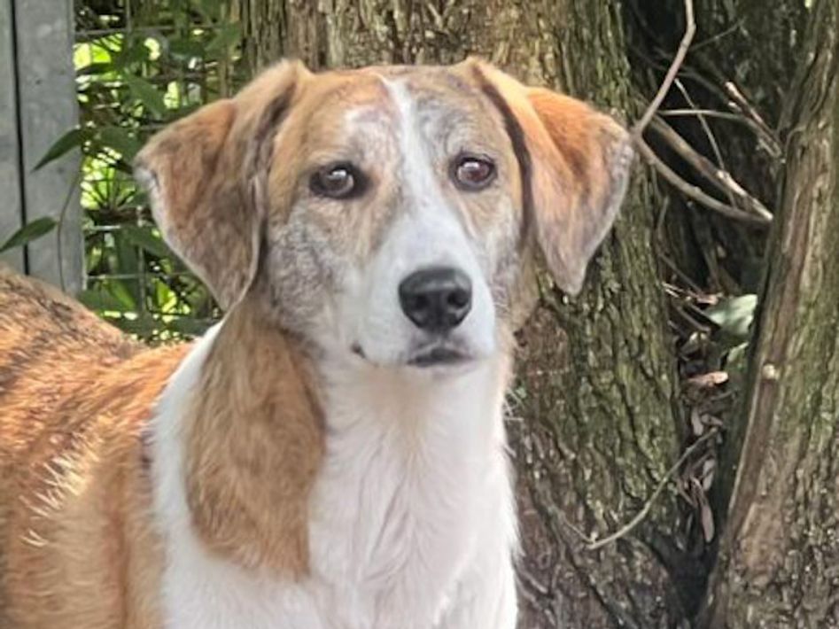 Protier E V Neuss Tierheim Tierschutz Tierheim In Der Nähe Das