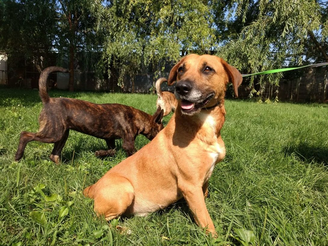 dirofilarien hund