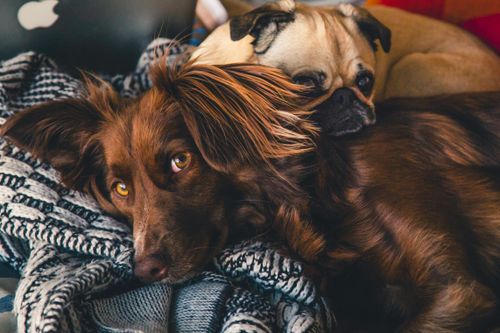 Alles Wissenswerte rund ums Tier. — Hunde Katzen Ratgeber für dich & deinen  Liebling! Der Haustierratgeber — Tierheimat