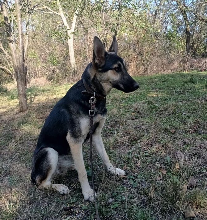 Mila — Husky- Mix — Dein Haustier / Tier finden - Finde deinen ...