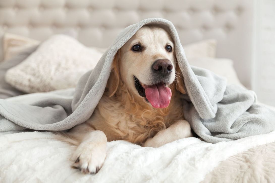 Hund unter Decke