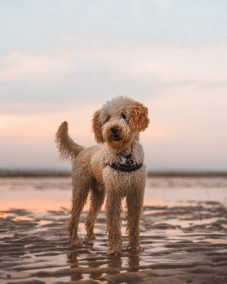 Pudel am Strand