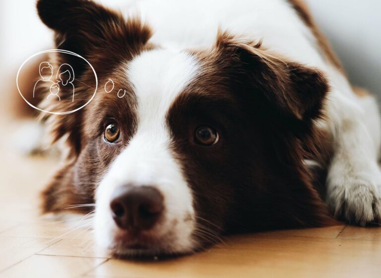 Hund nachdenkend