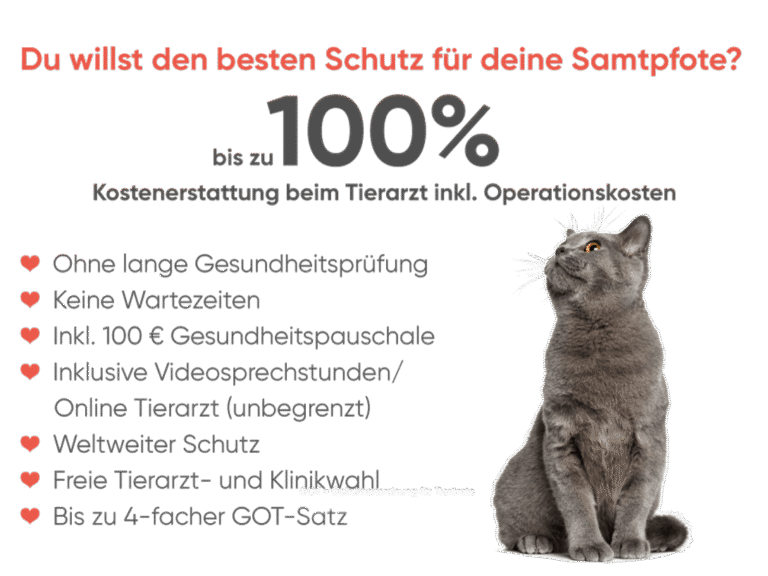 Katzenkrankenversicherung Direktlink Katze