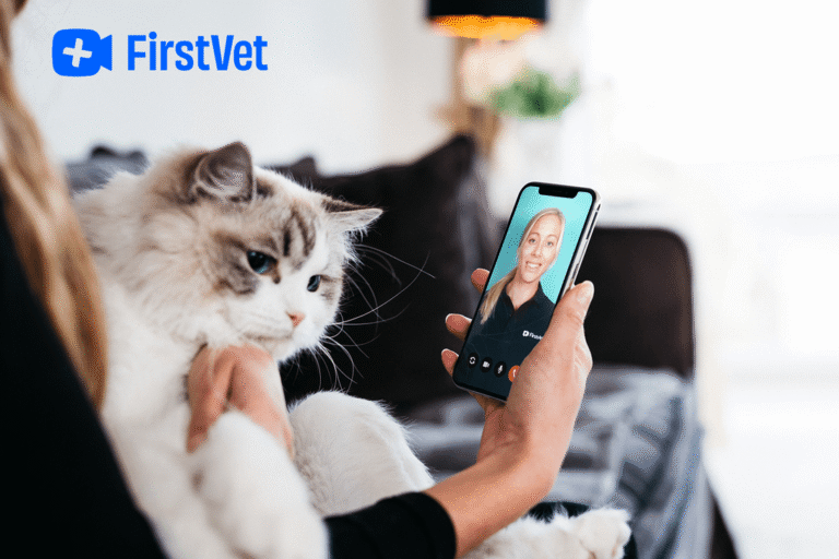 Online Tierarzt Firstvet Katze