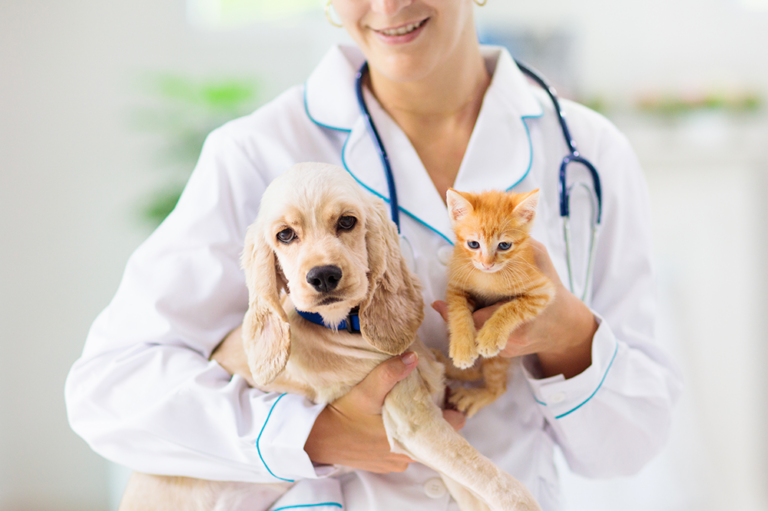 Tierarzt Hund Katze
